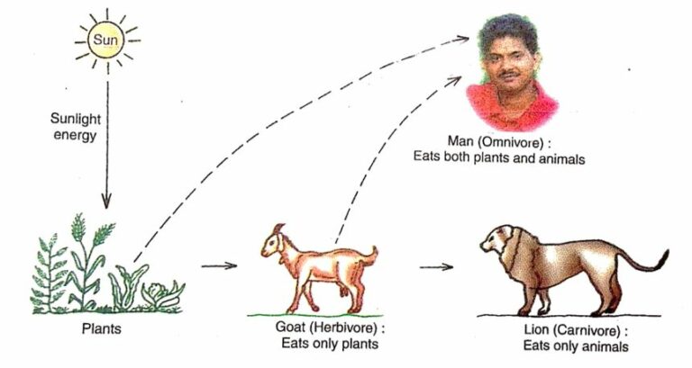 Nutrition in Animals