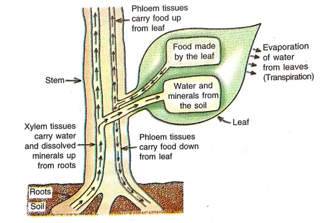 transportation system in plants